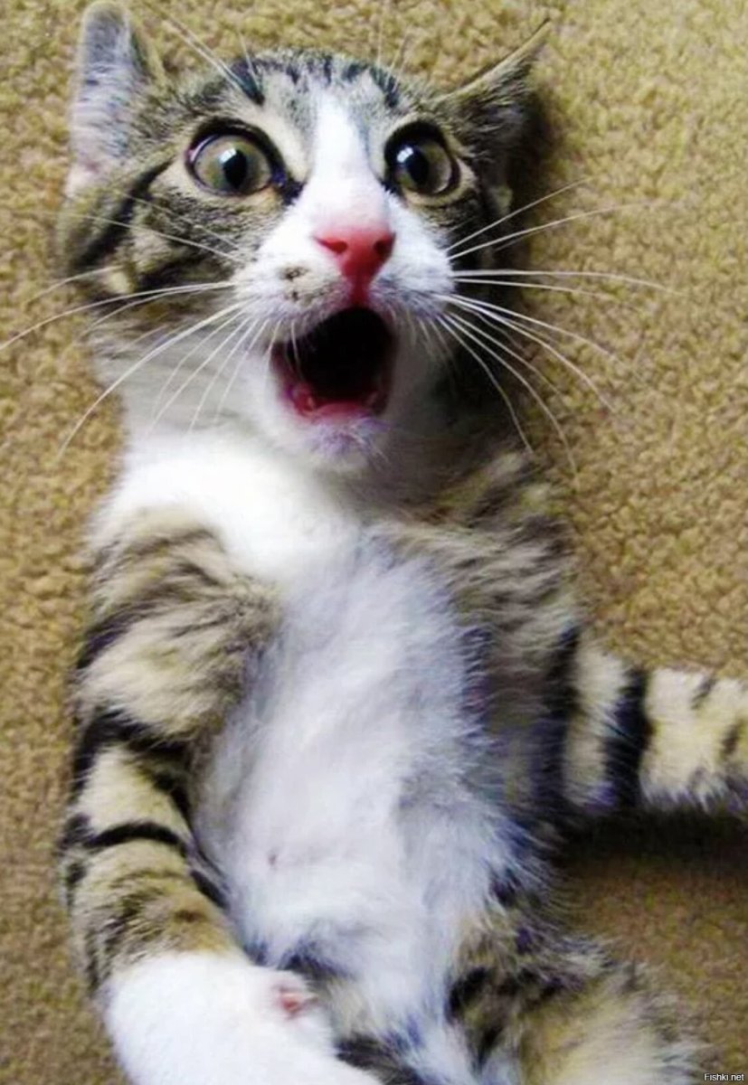 Кот в шоке