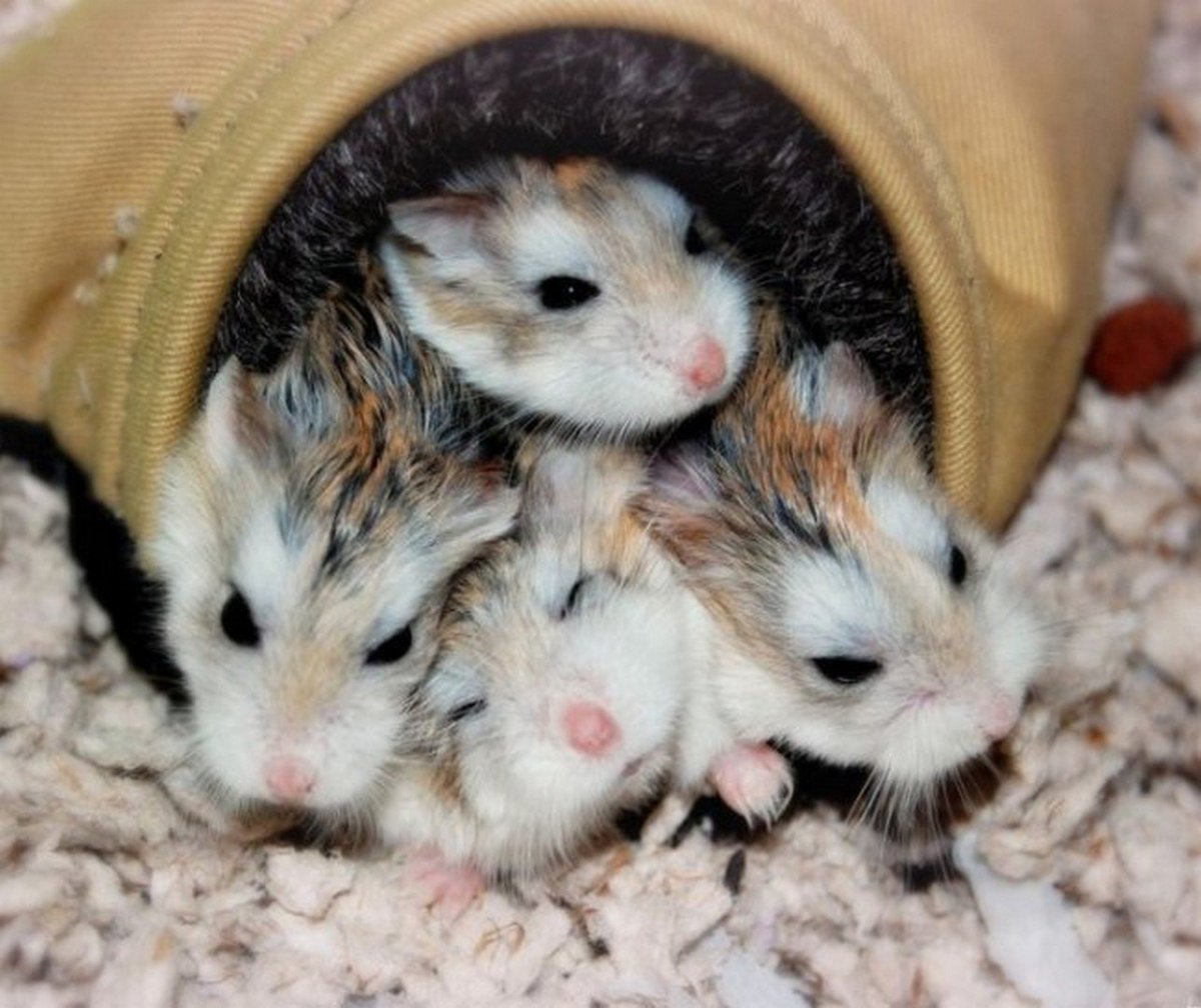 Хомяки семья