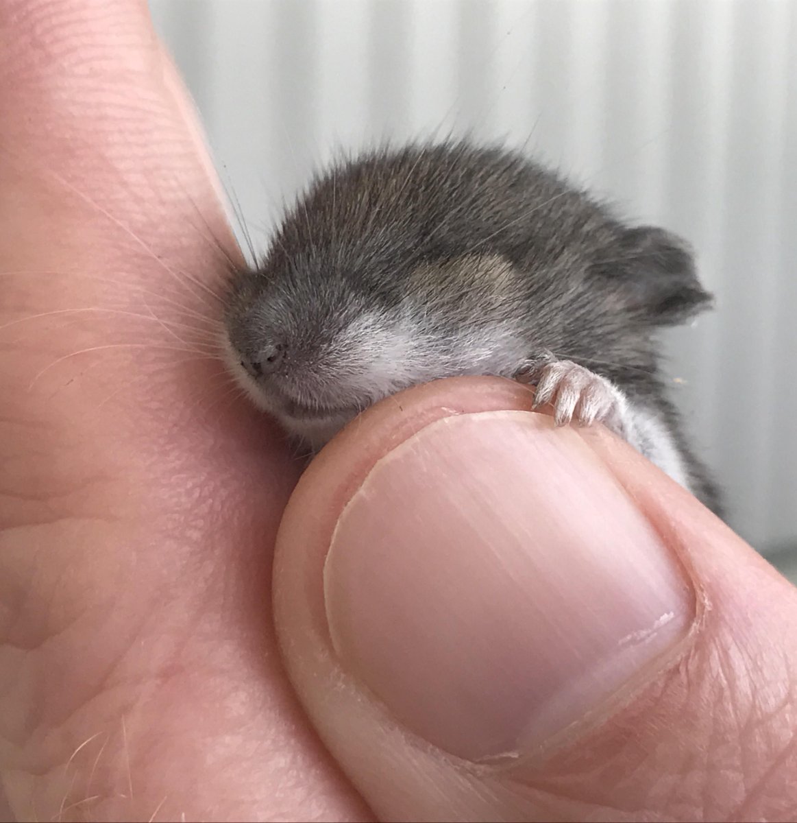 Джунгарский хомячок детеныш