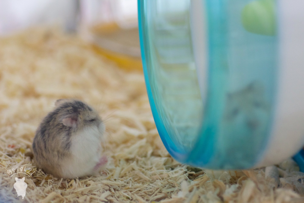 Детеныши хомяков джунгариков