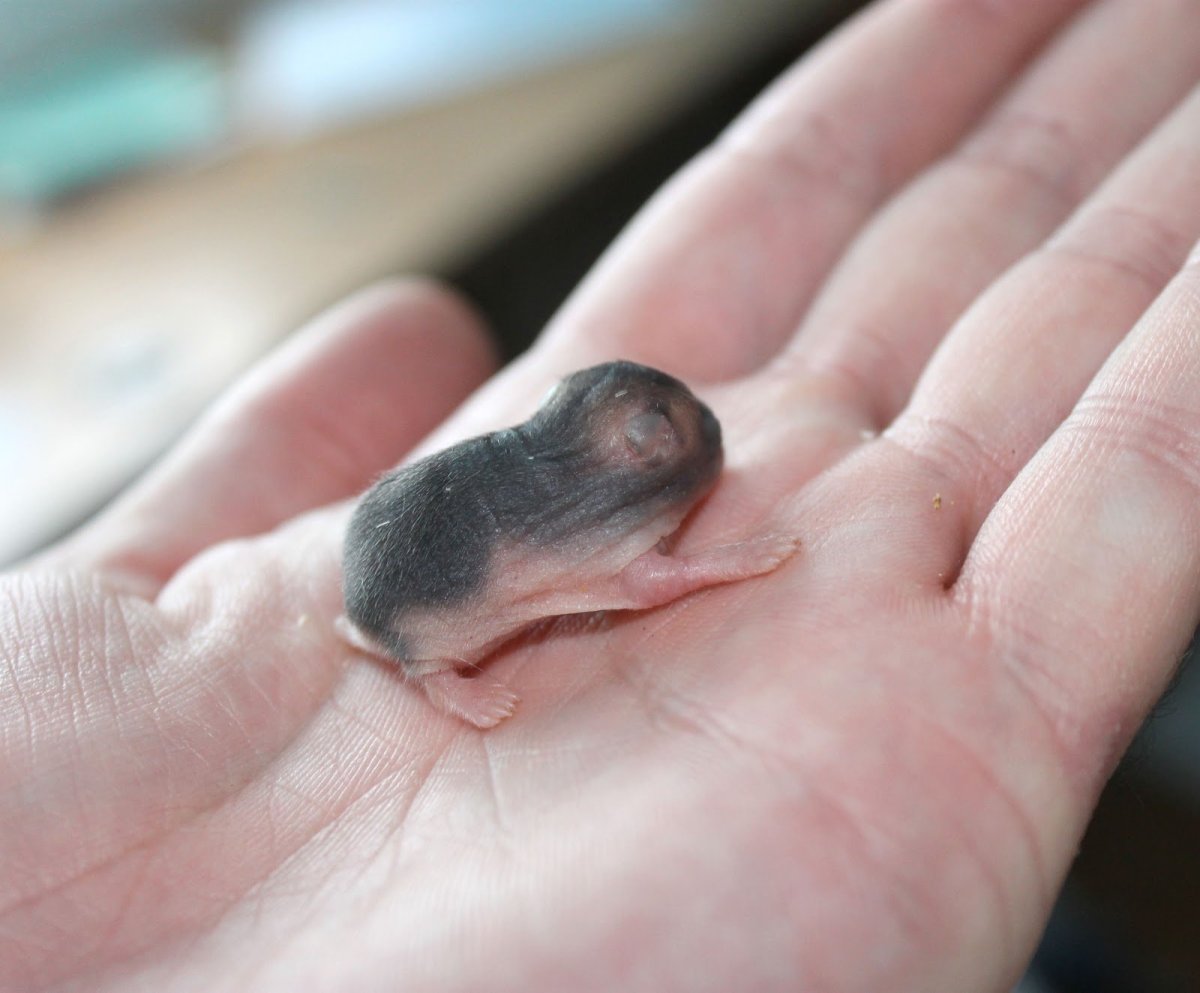 Хомячата джунгарские Новорожденные