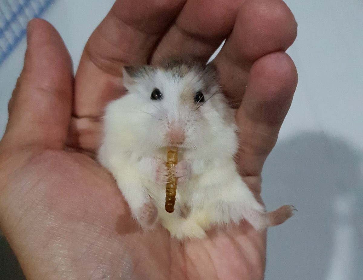 Хомяк джунгарский