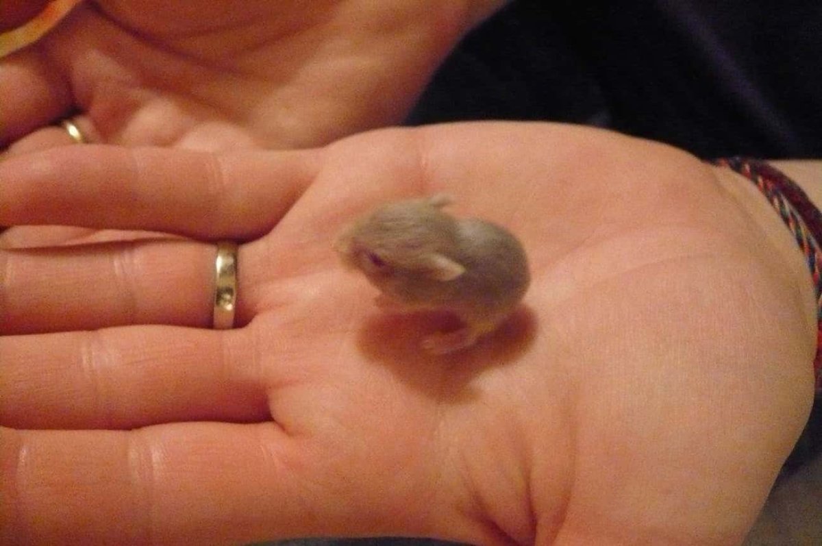 Джунгарский хомяк Детеныши Новорожденные