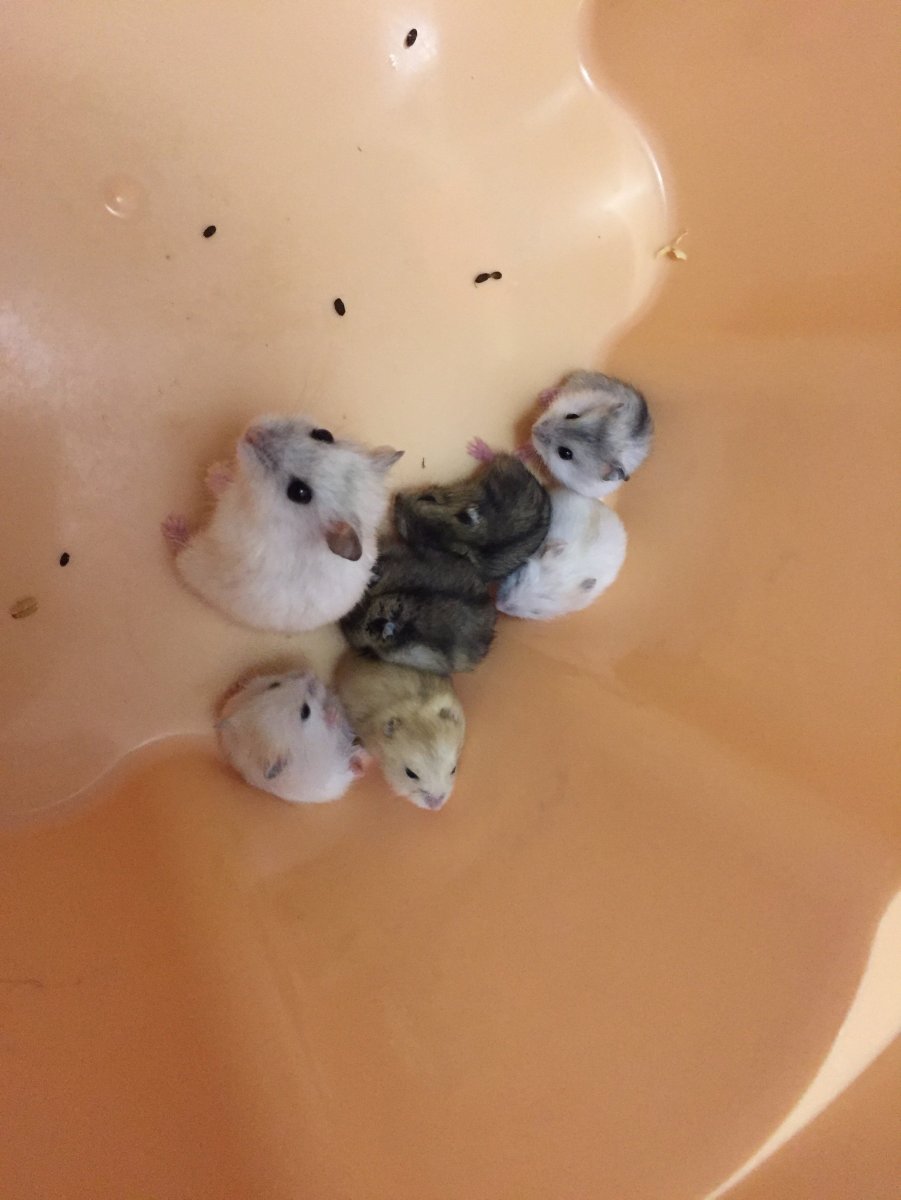 Джунгарский хомяк Детеныши