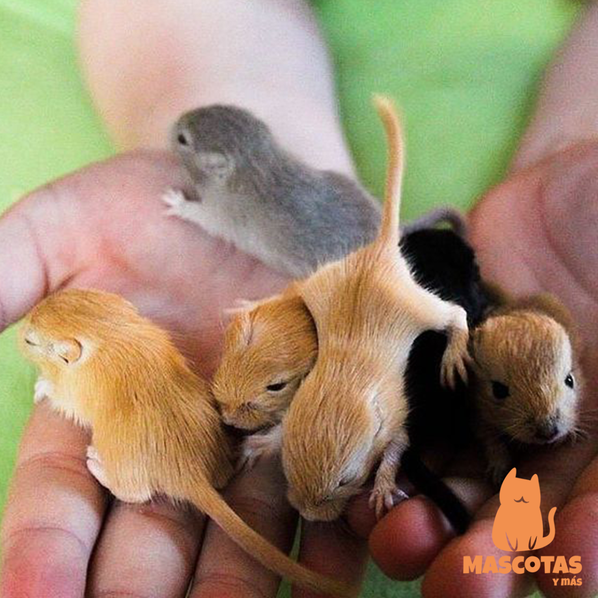 Детеныши хомяков