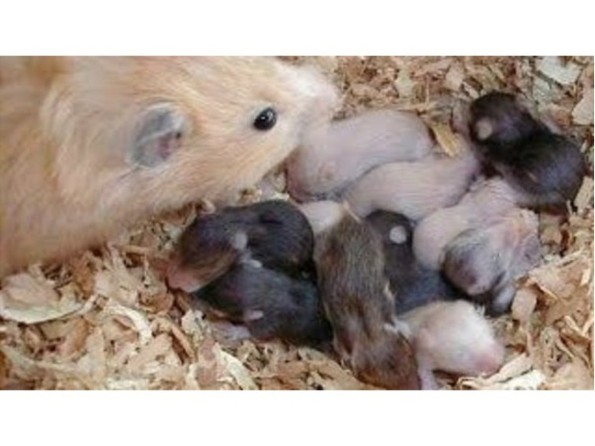 Джунгарский хомячок детеныш