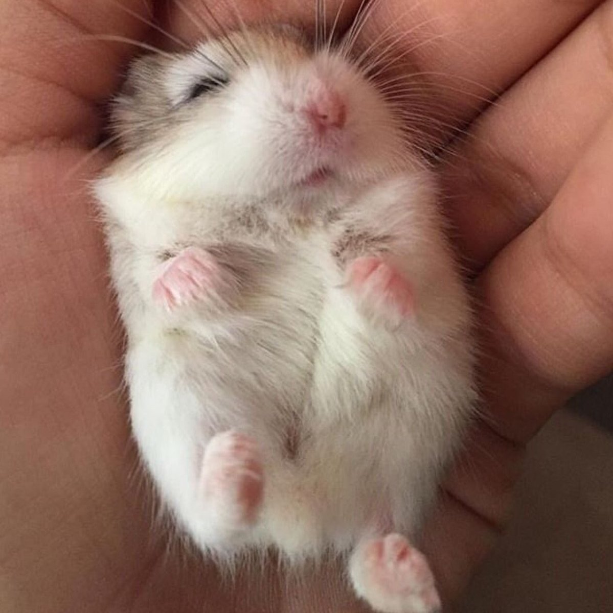 Джунгарский хомячок хомяки