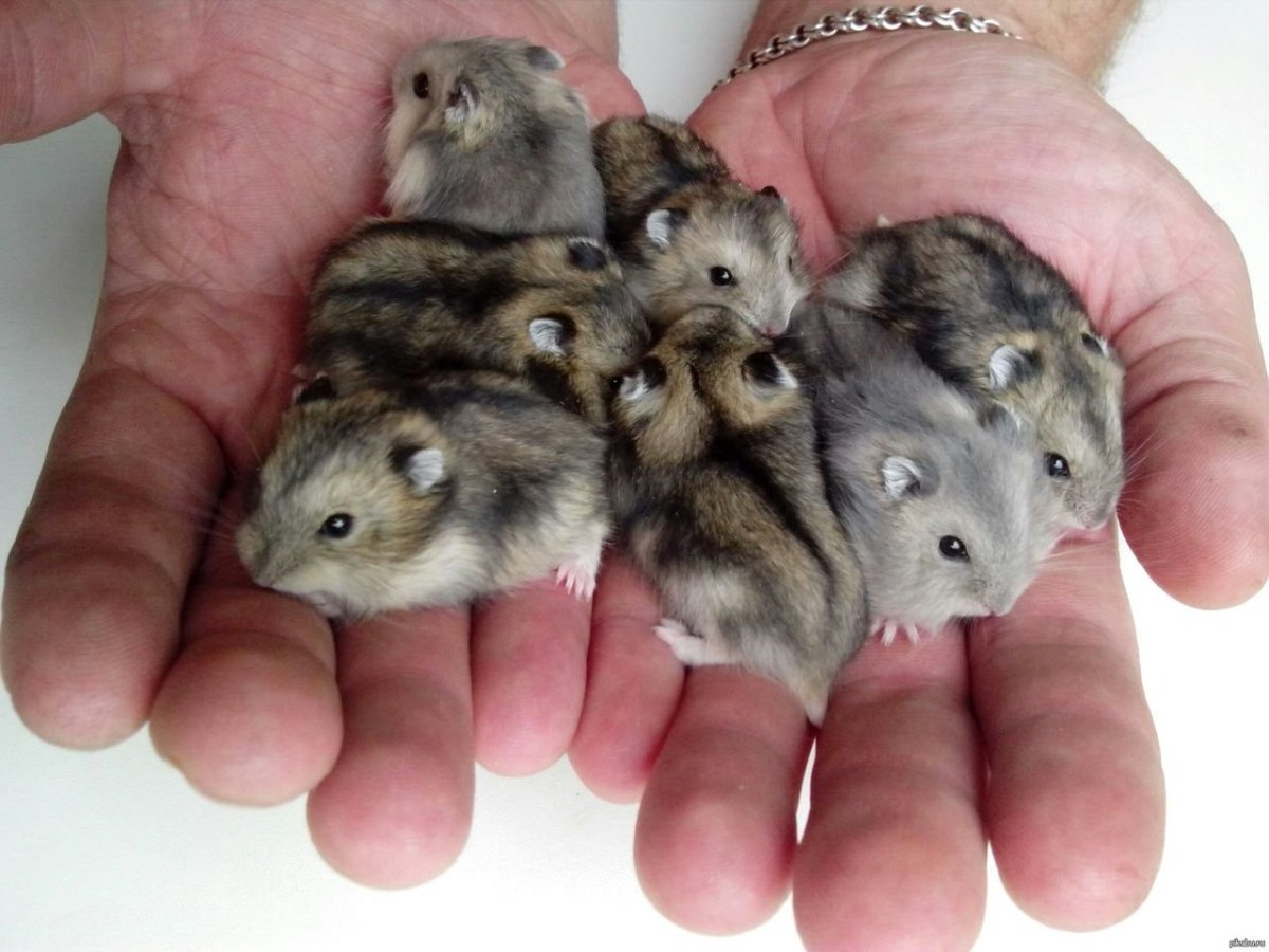 Джунгарский хомячок