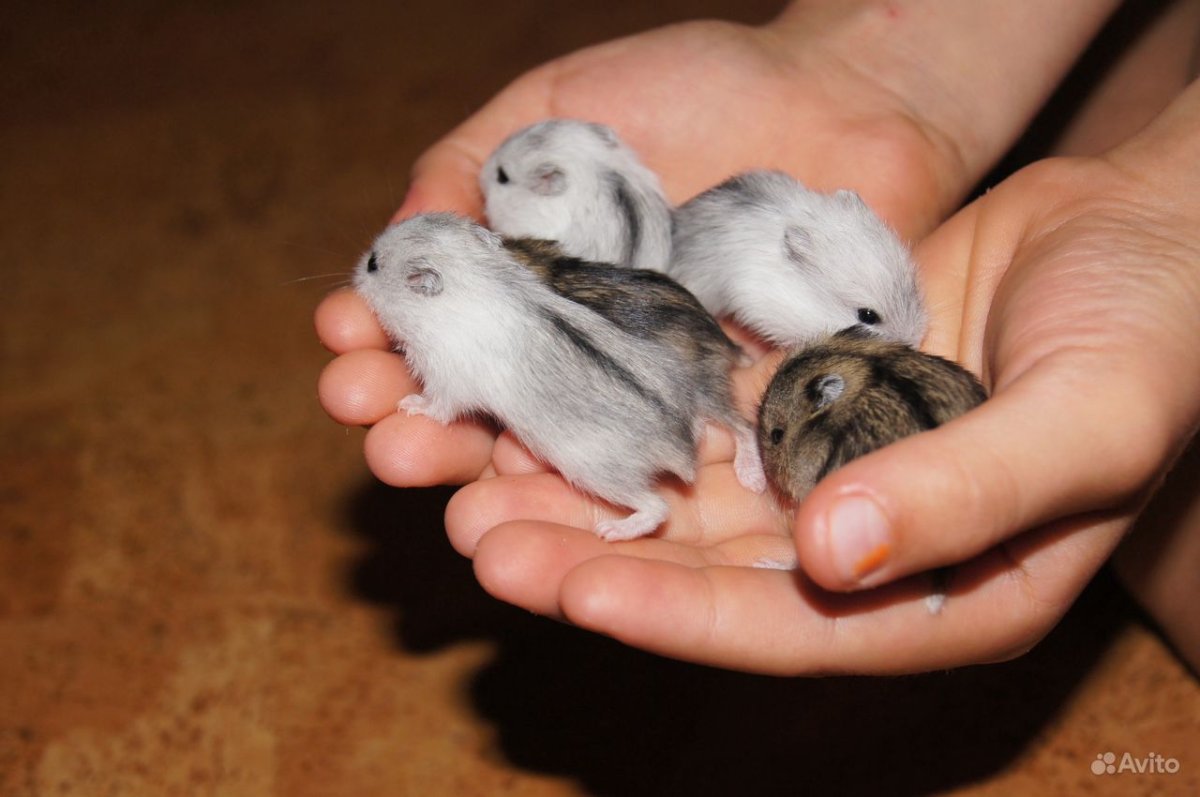 Маленький хомячок джунгарик