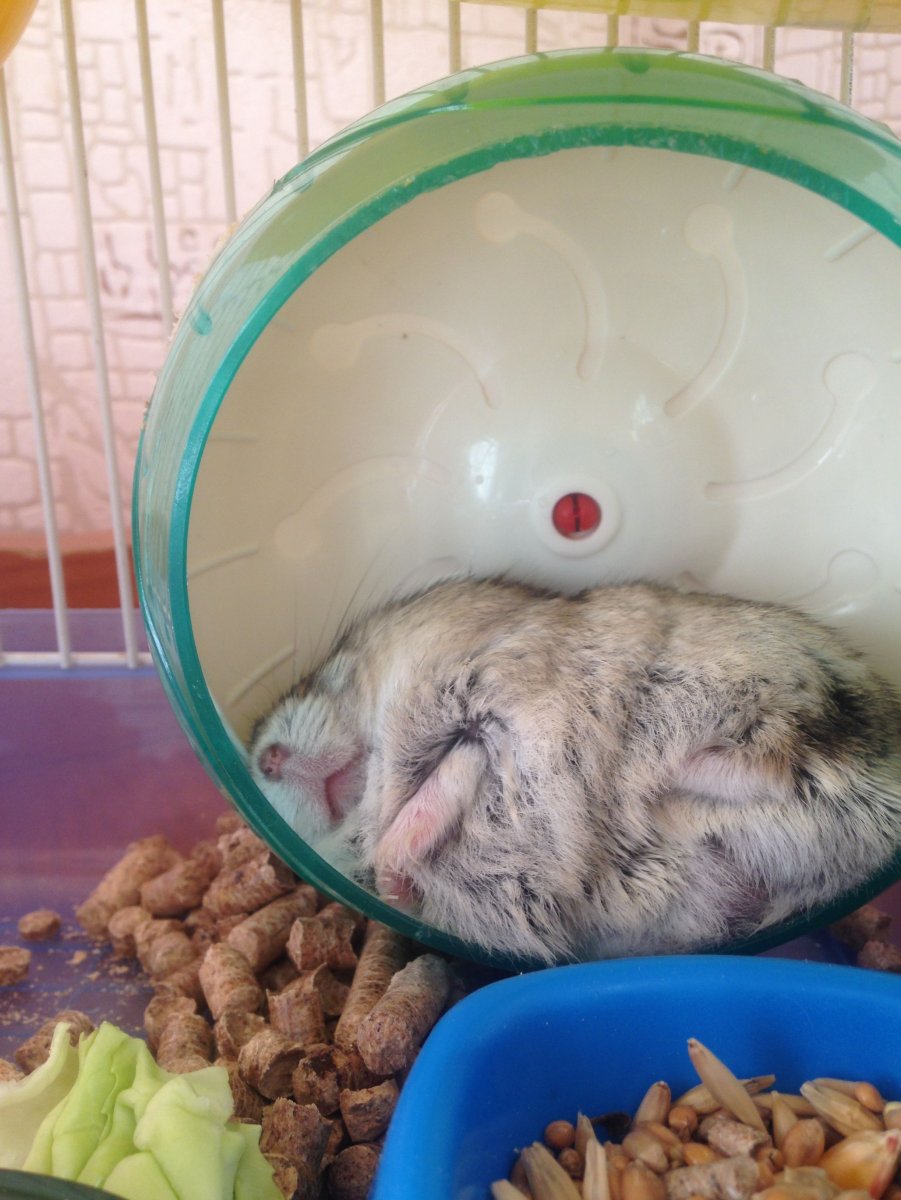 Смешные хомячки джунгарики