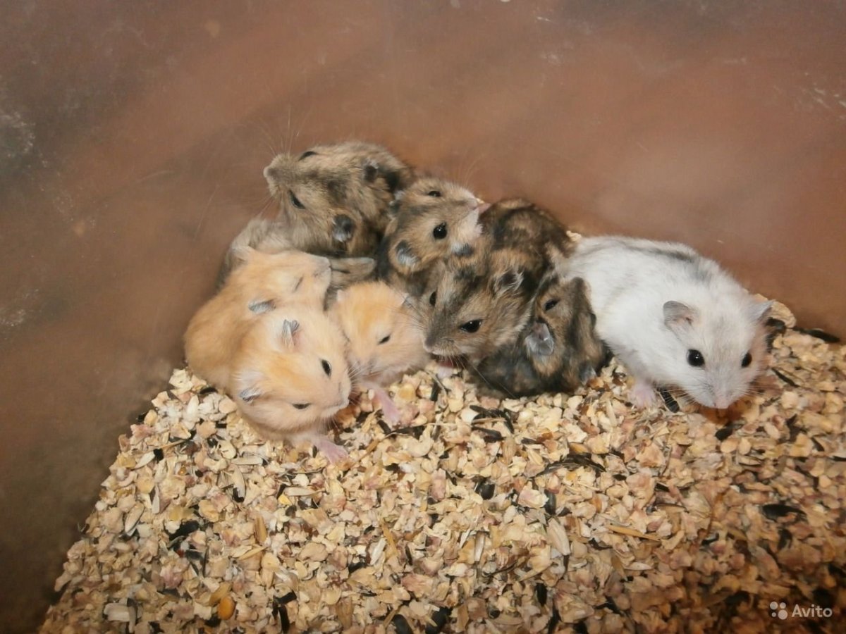 Джунгарский хомяк Детеныши