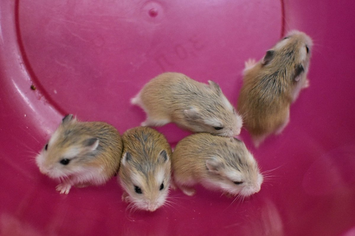 Джунгарский хомячок