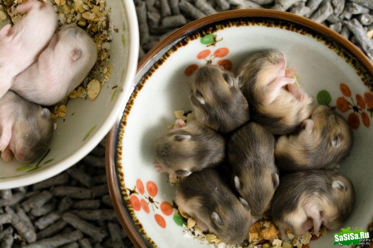 Новорожденный хомячок