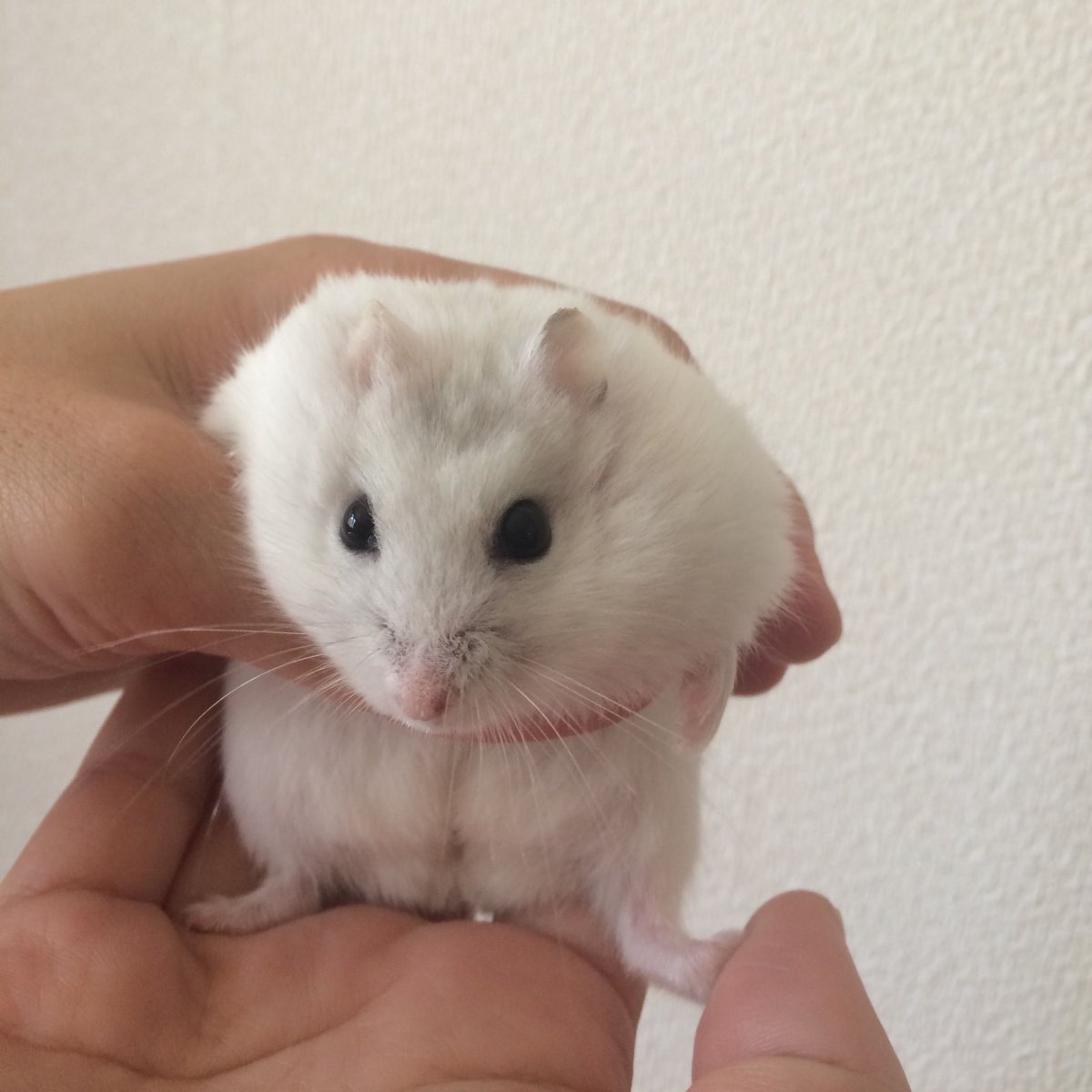 Детеныши хомяков