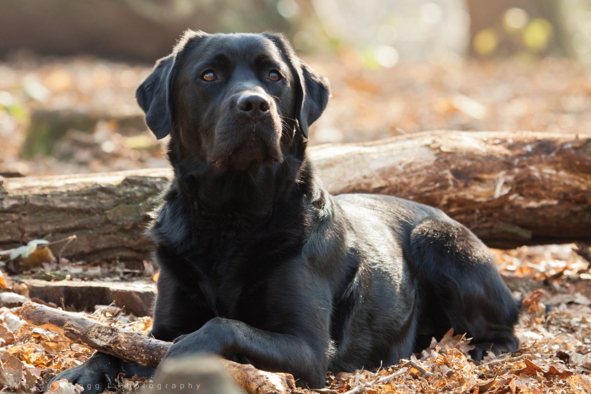 Канарский мастиф