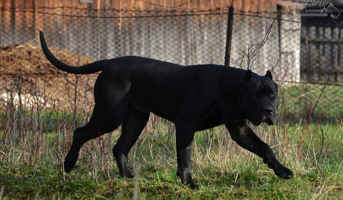 Питбуль мастиф