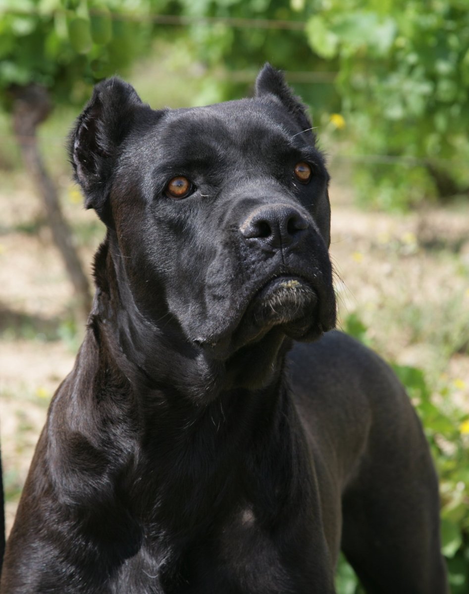 Доберман Баленсиага