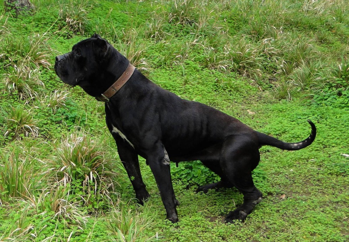 Питбуль черный бриллиант