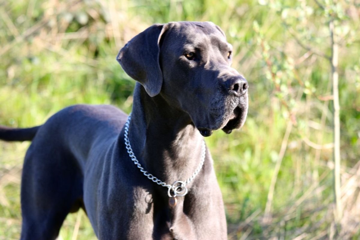 Бульдог алано