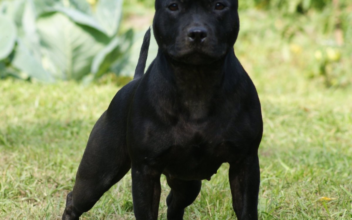 Канарский мастиф