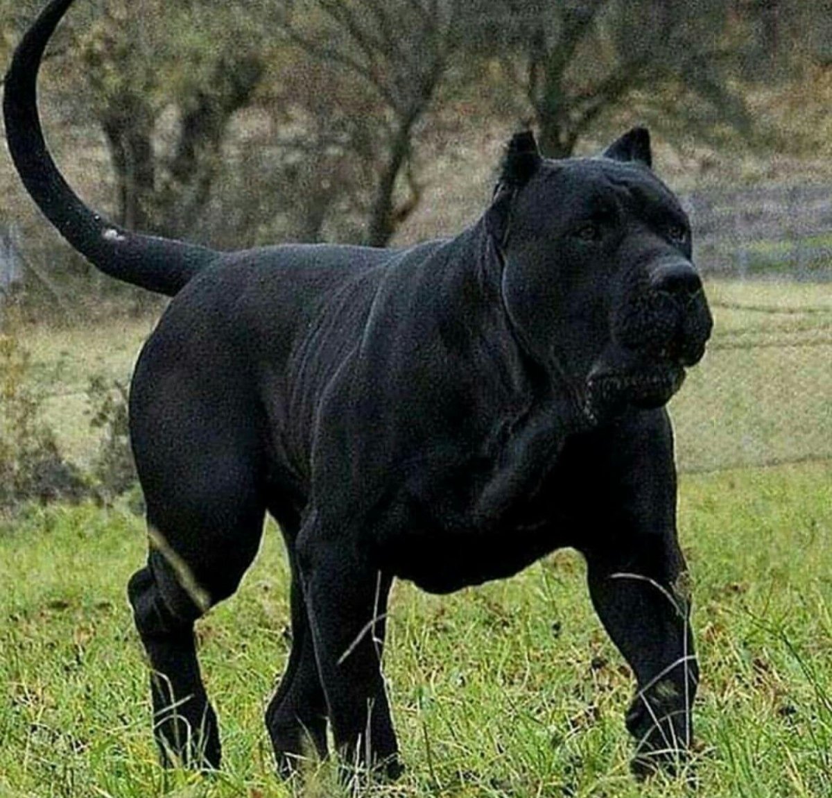 Американский стаффордширский терьер черный