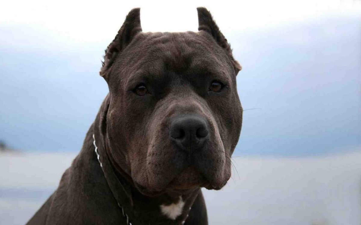 Канарский дог