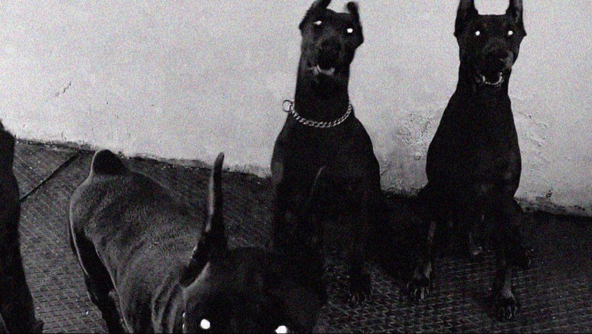 Канарский Кане-Корсо