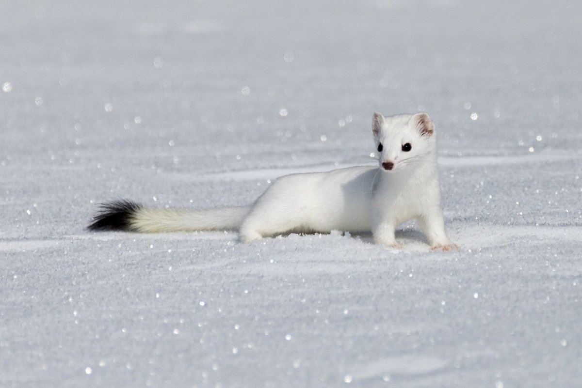 Животные тундры горностай