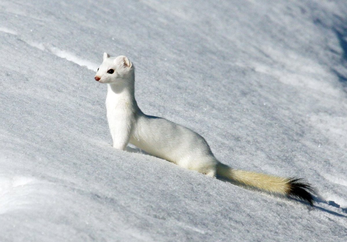 Куница Соболь песец горностай