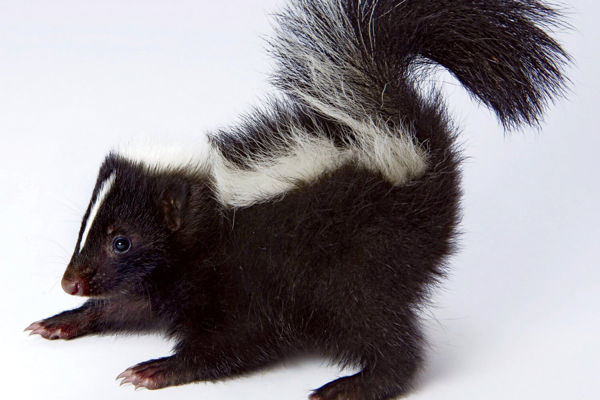 Скунс анатомия