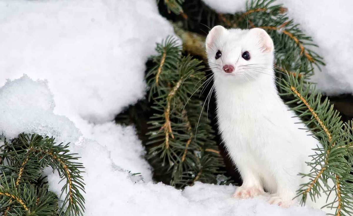 Горностай Арктический