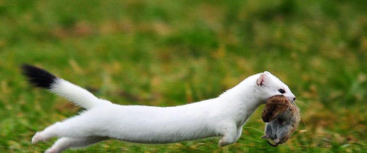 Горностай ласка и хорек