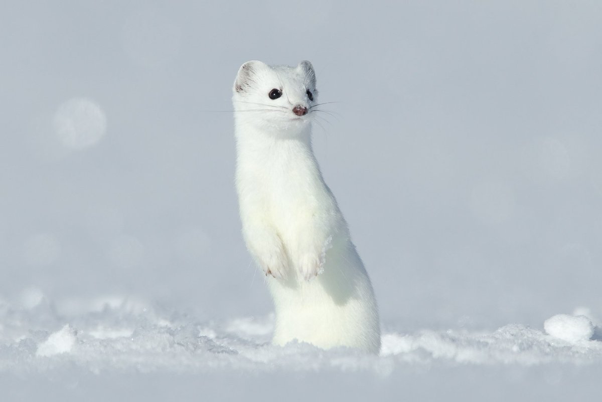 Остров Врангеля горностай