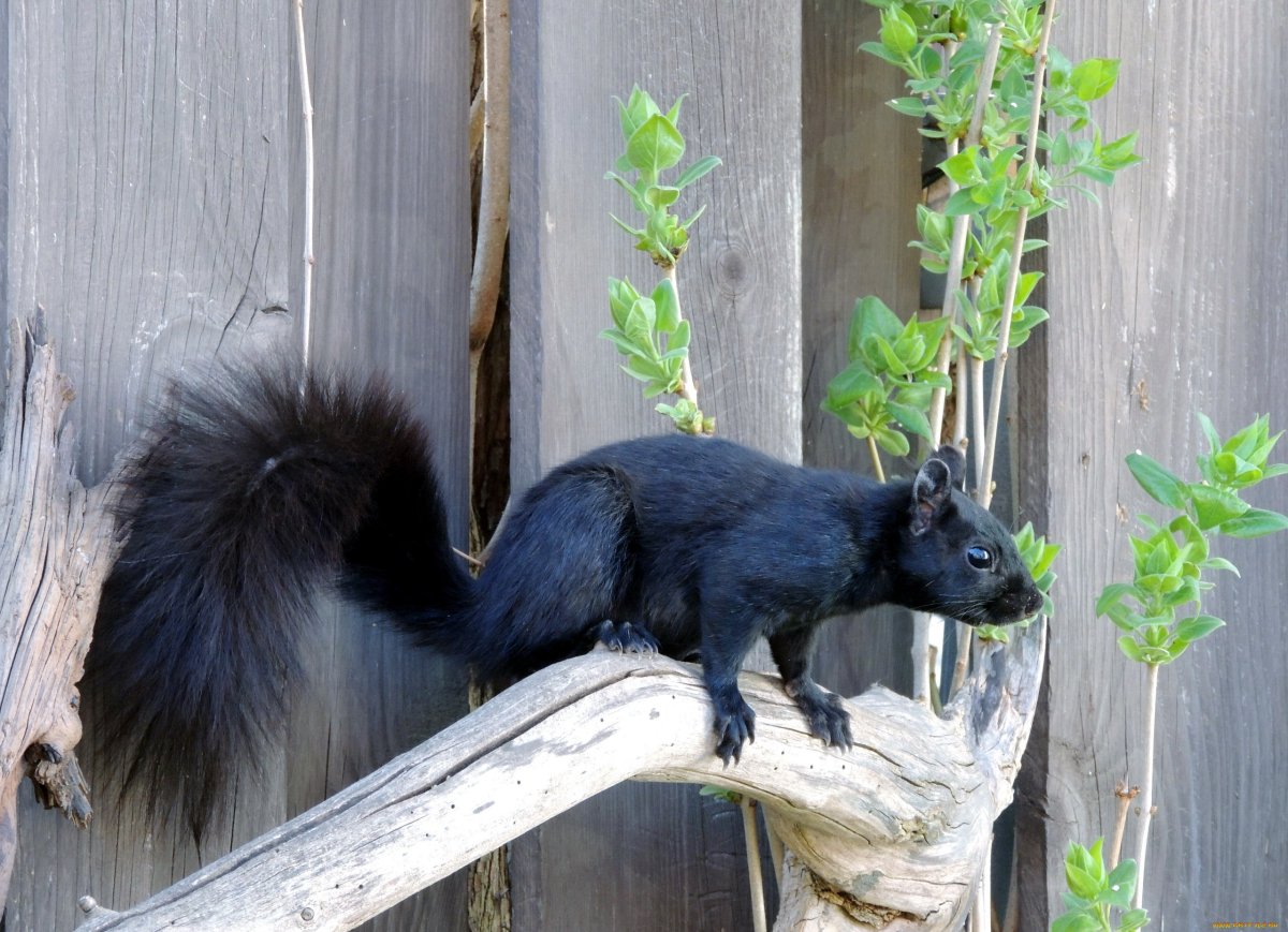 Зверек с пушистым хвостом