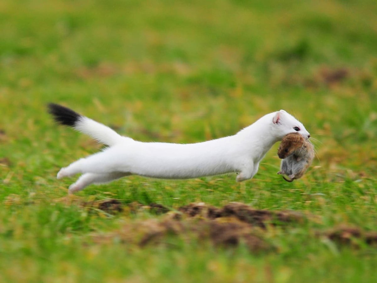 Горностай птица