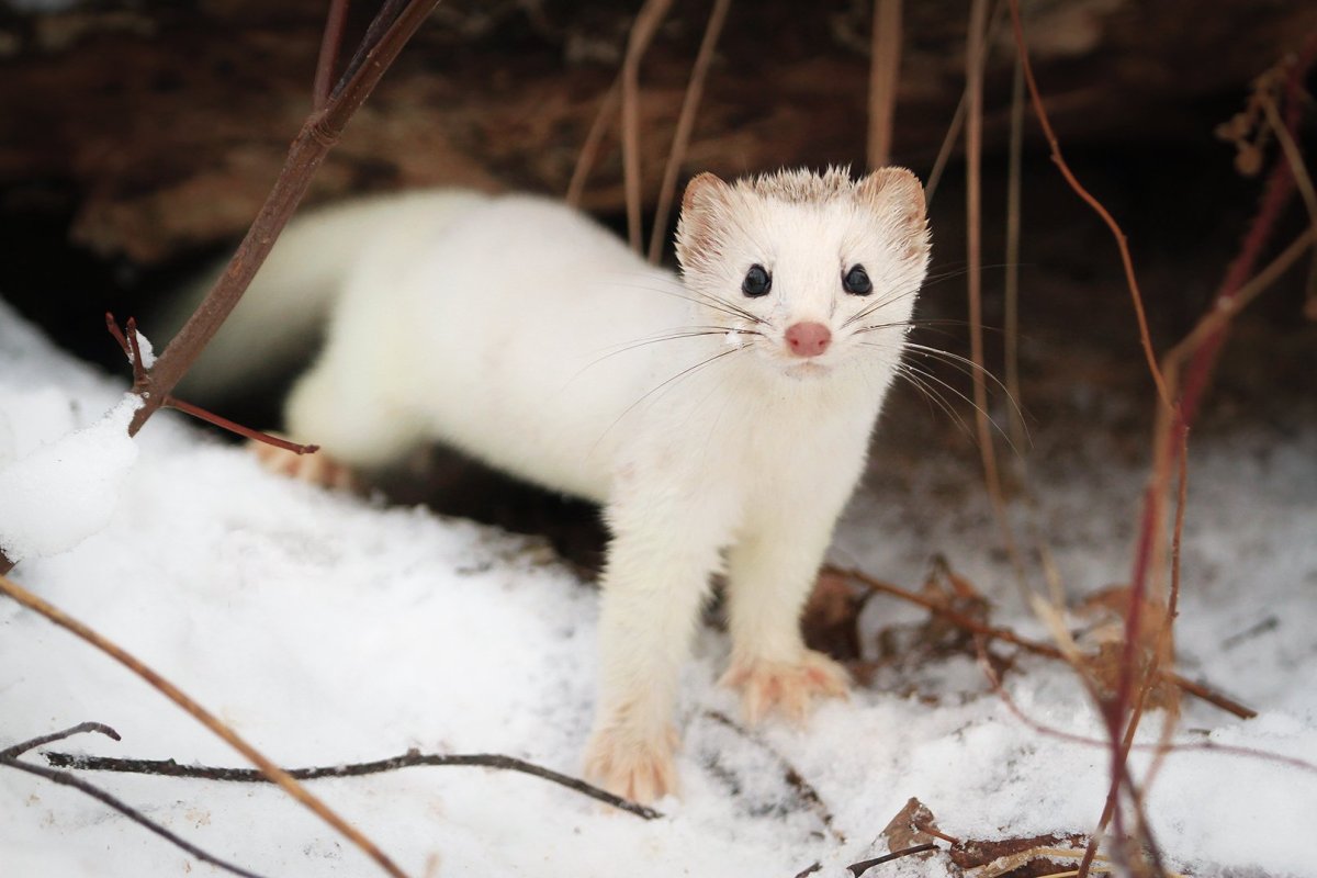 Соболь белый