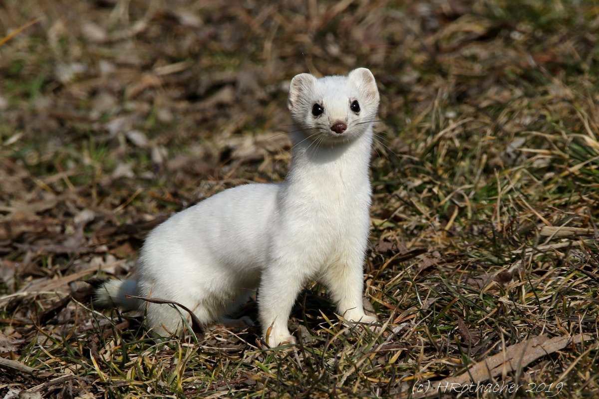 Остров Врангеля горностай