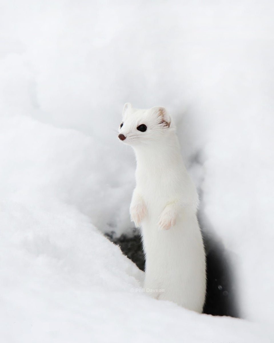 Тундровый горностай