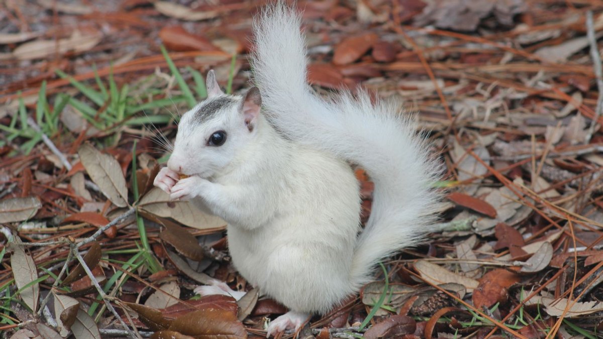 Белка летяга альбинос