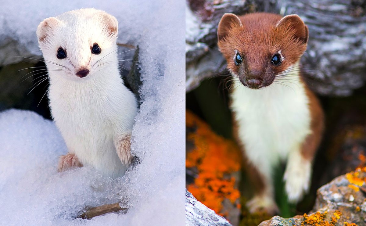 Сибирский горностай