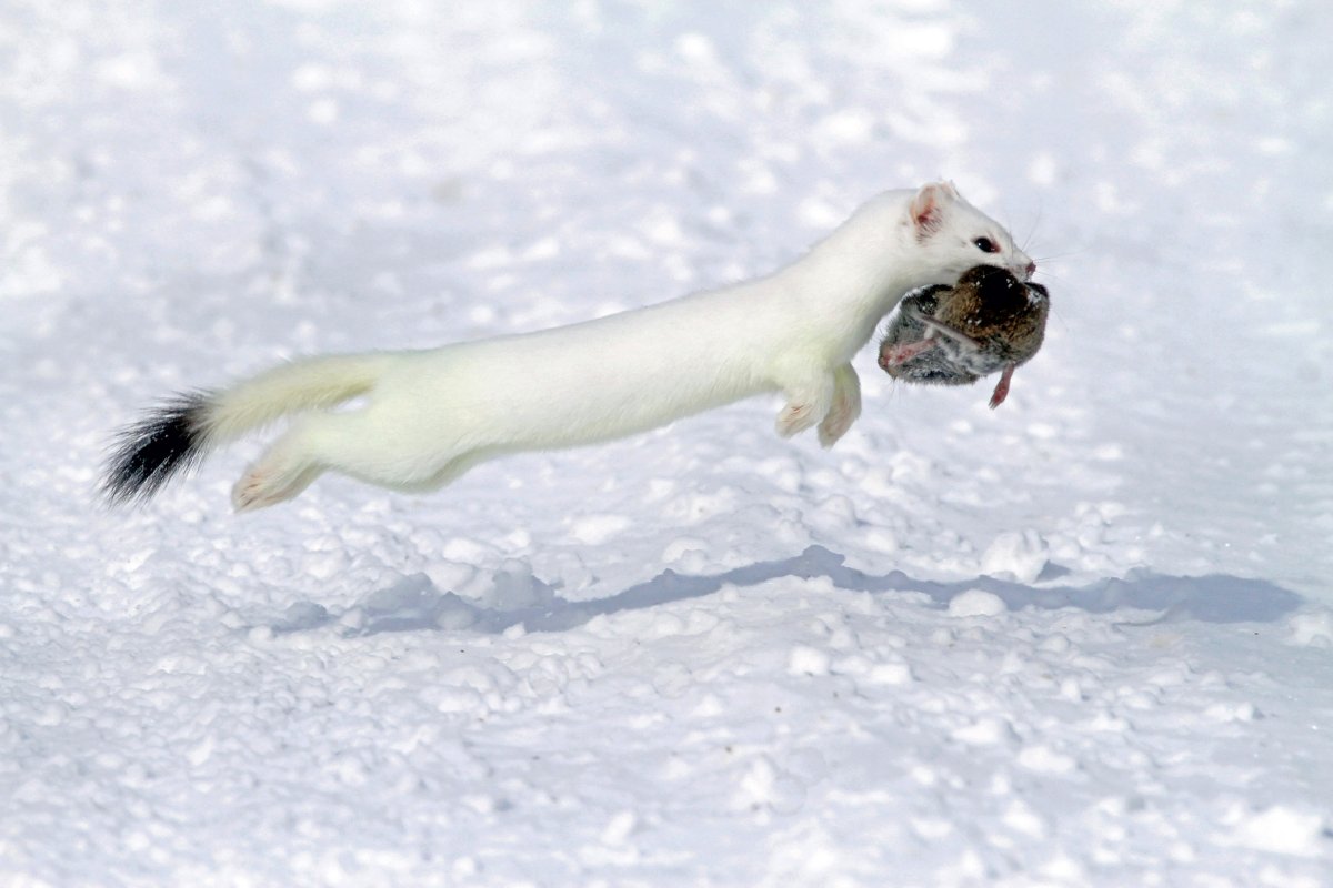 Горностай зимой