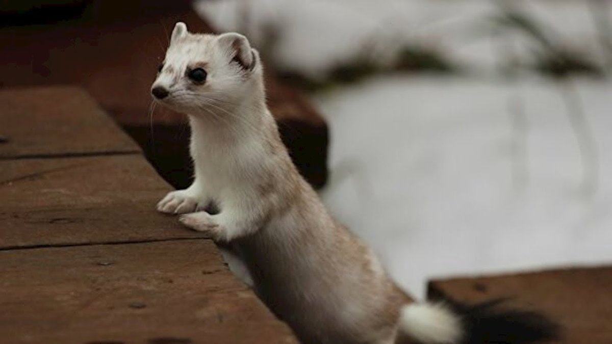 Горностай в Кроноцком заповеднике