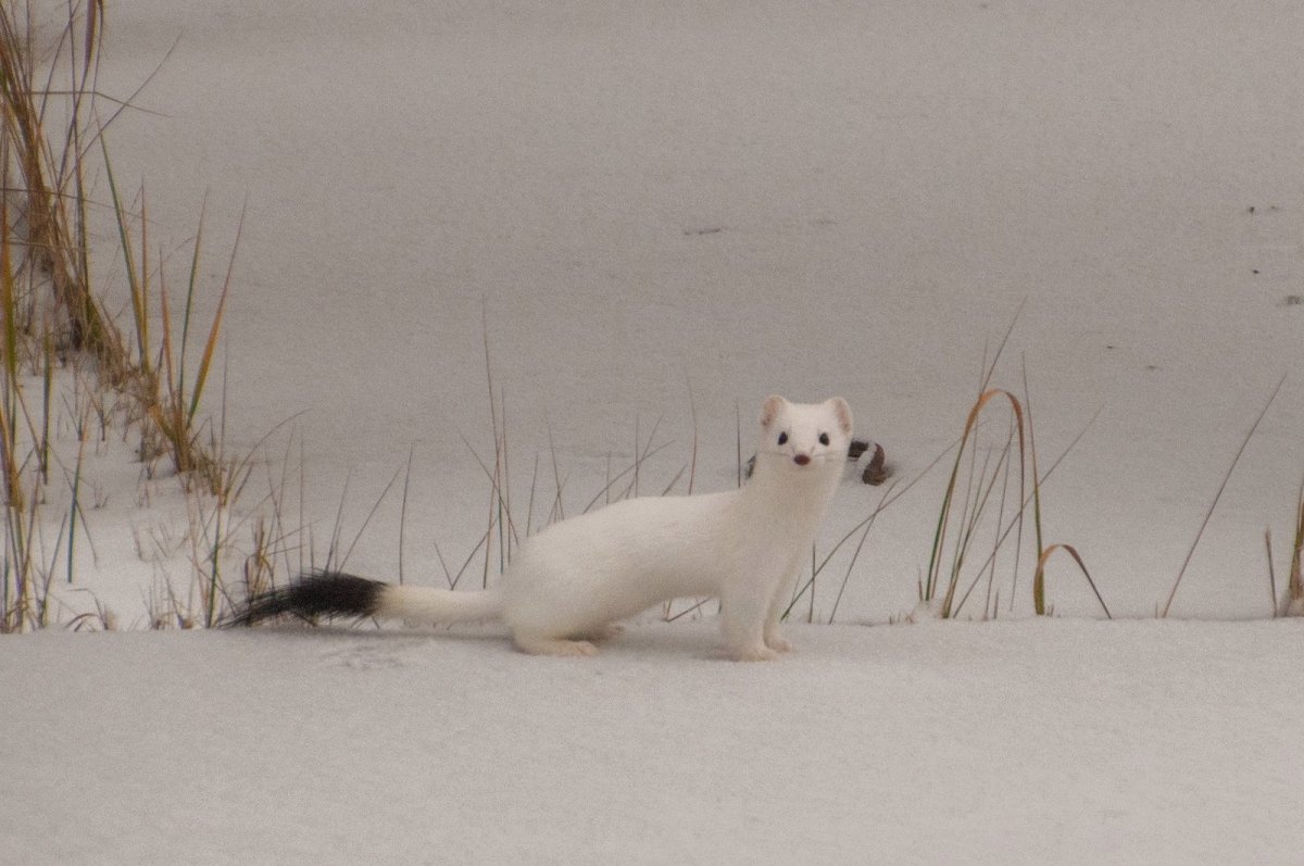 Ласка в тундре