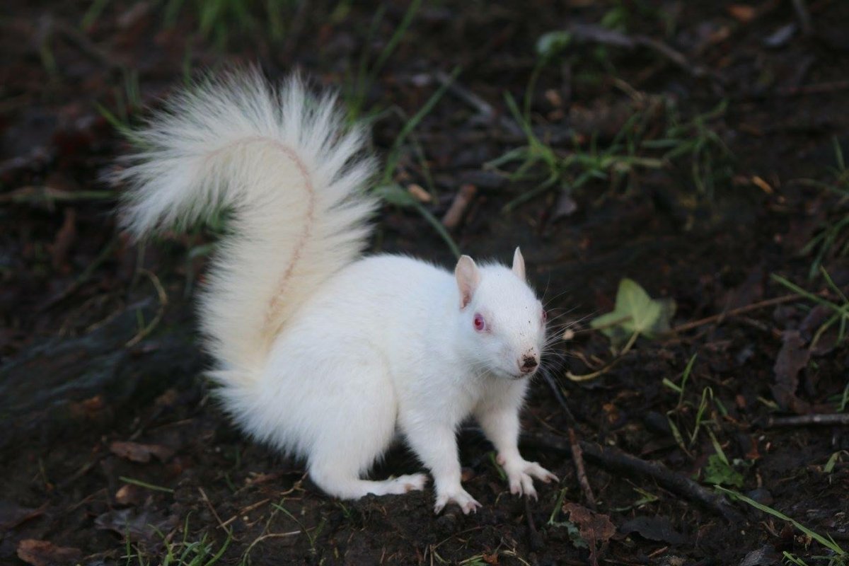 Белая белка