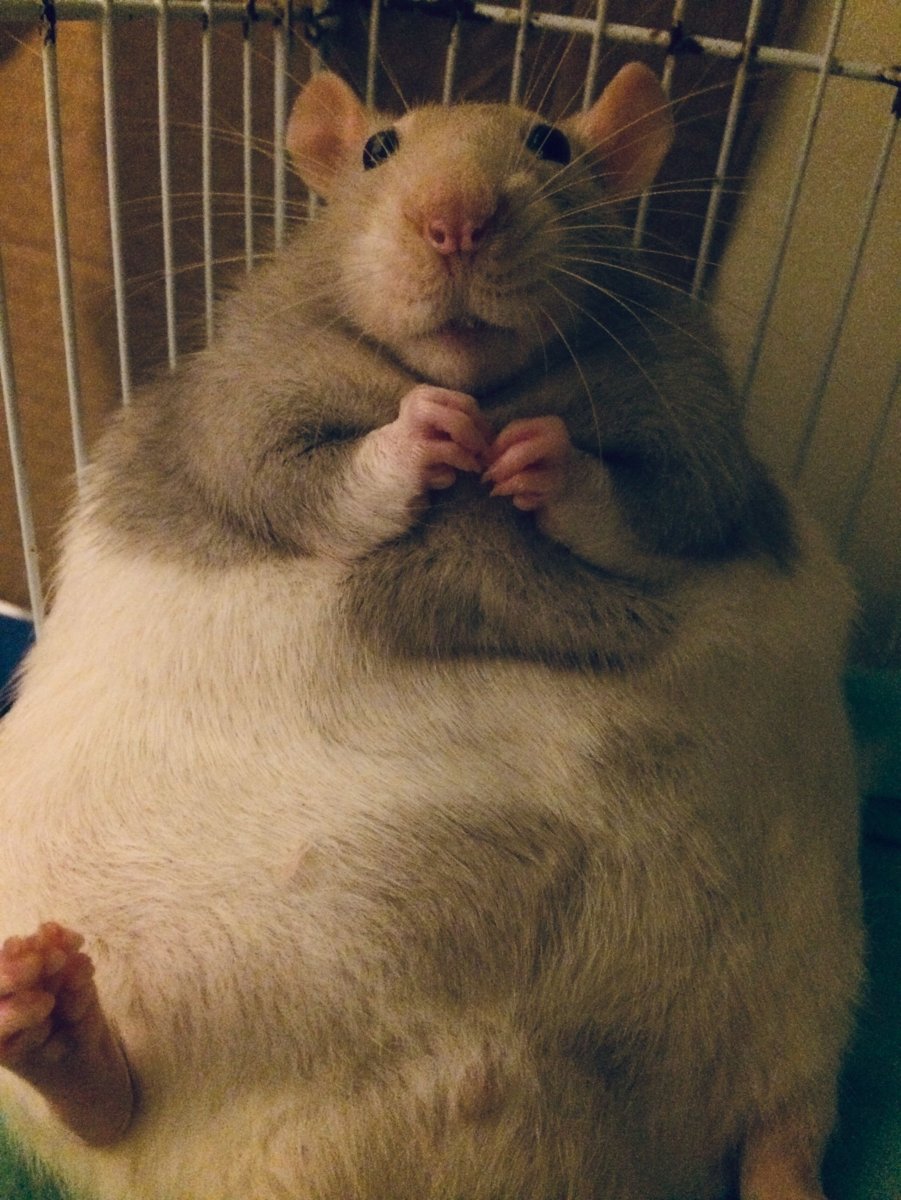 Толстая мышь