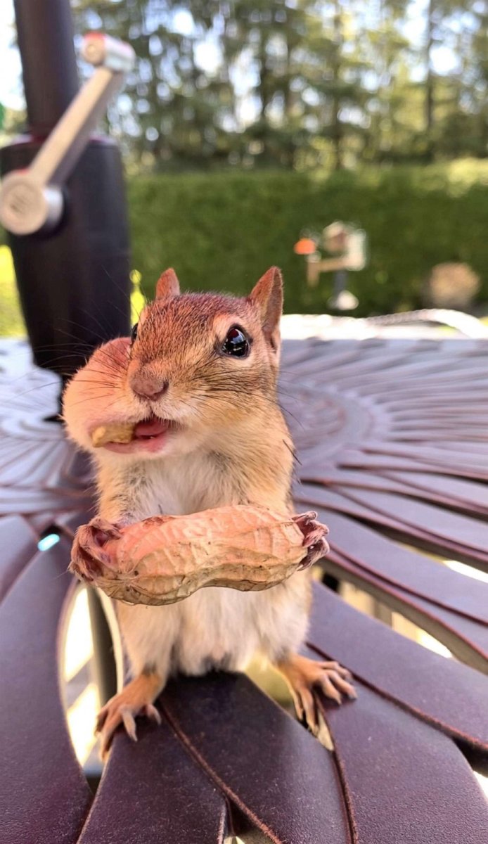 Бурундук с арахисом