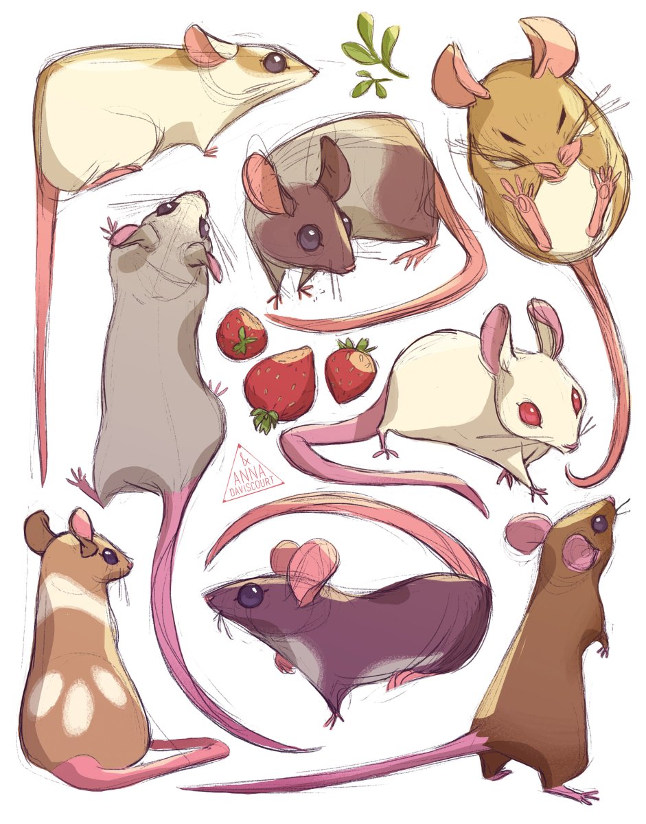 Крысы анатомия референс