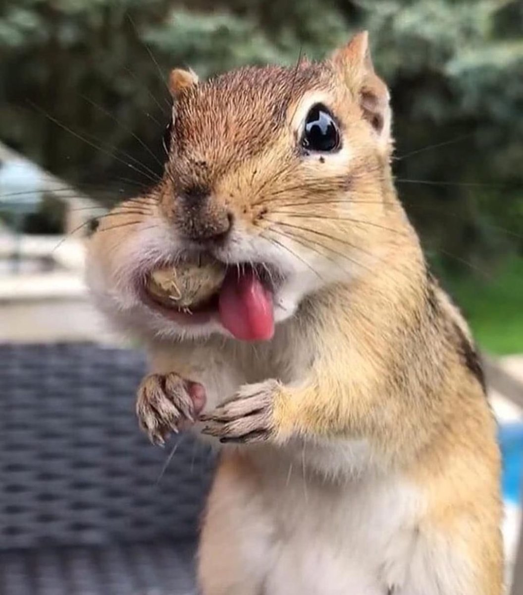 Смешной бурундук