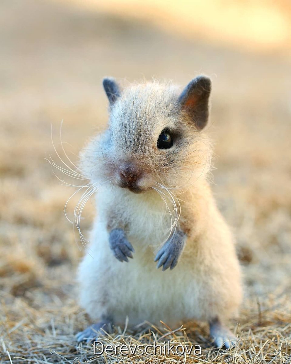 Пушистые Грызуны