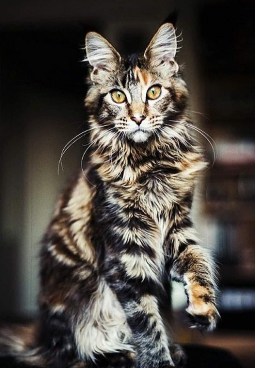 Бенгальский Мейн кун